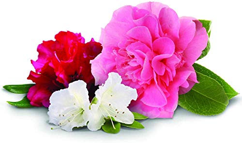 Jobe's Azalea, Camellia & Rhododendron Fertilizer Spikes, 10 Spikes, 4 Pack